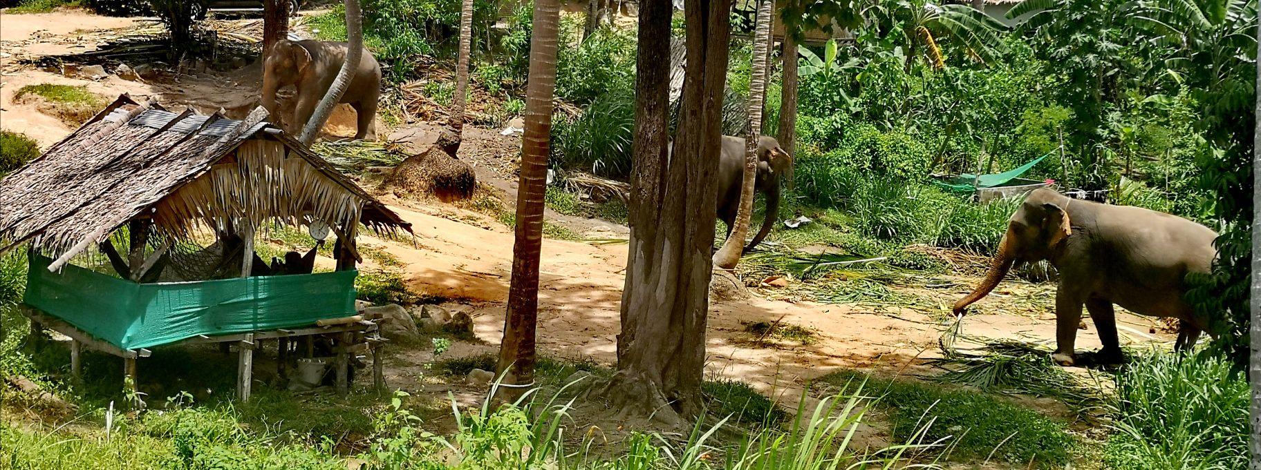 koh pha ngan elephant