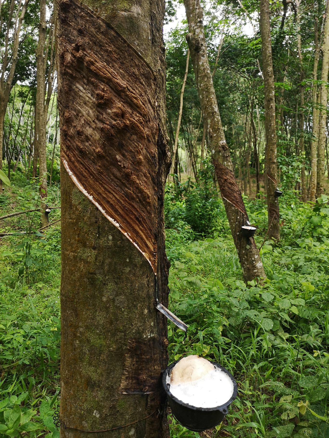 koh yao noi arbre caoutchouc