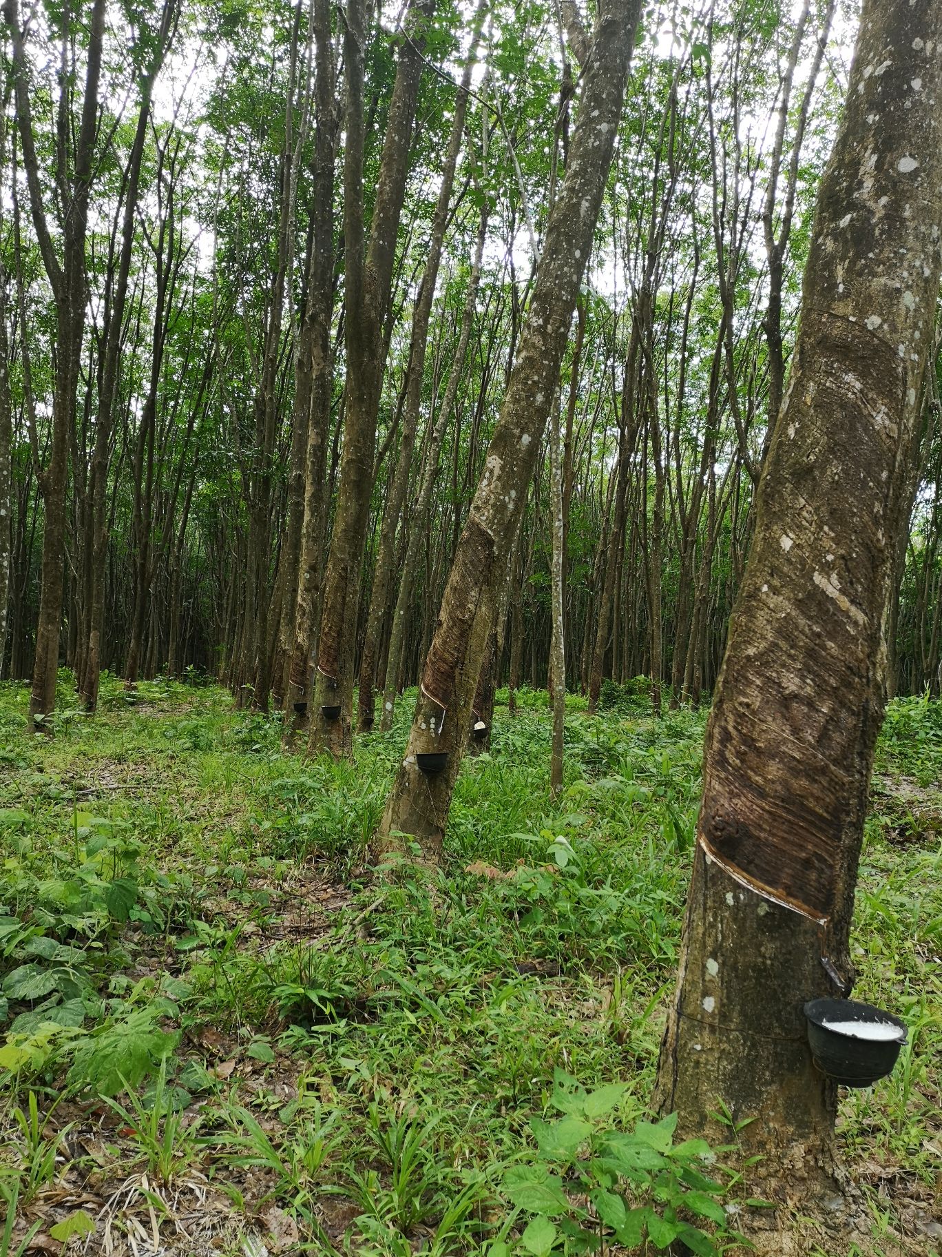 koh yao noi caoutchouc