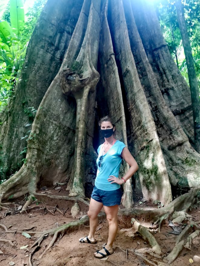 big tree pha nga