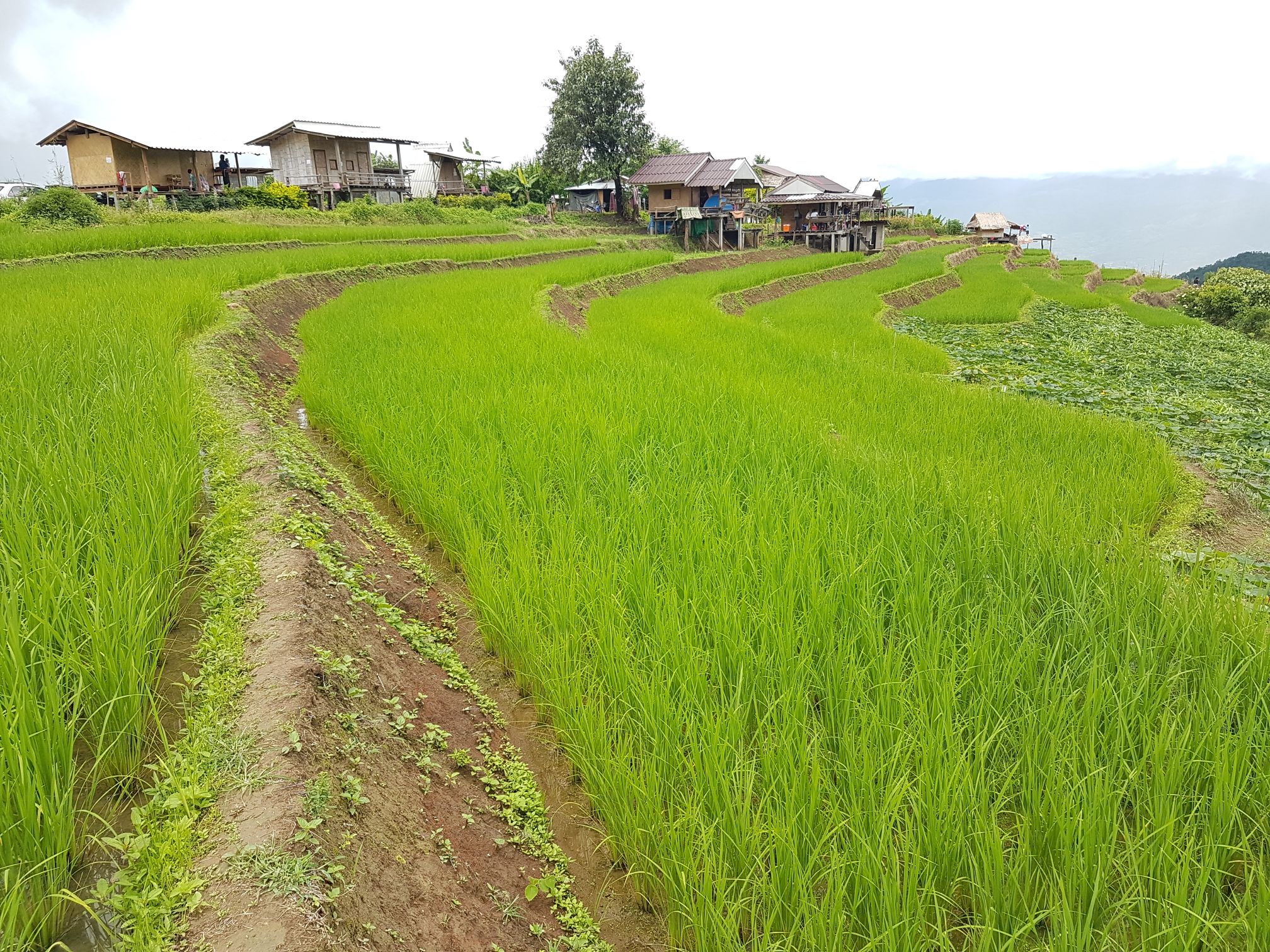 Bang Pa Pong Piang rizière