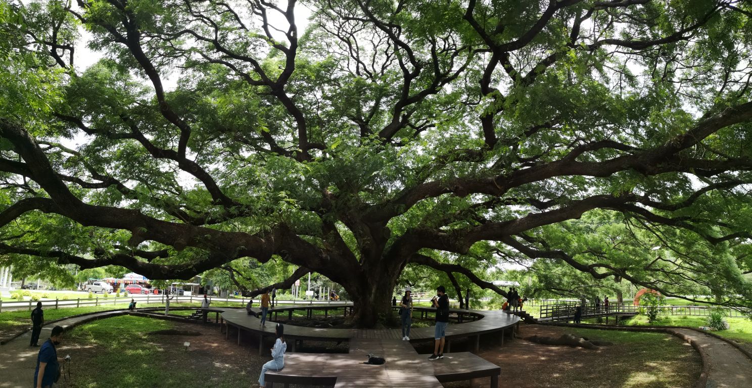 arbre géant kanchanaburi