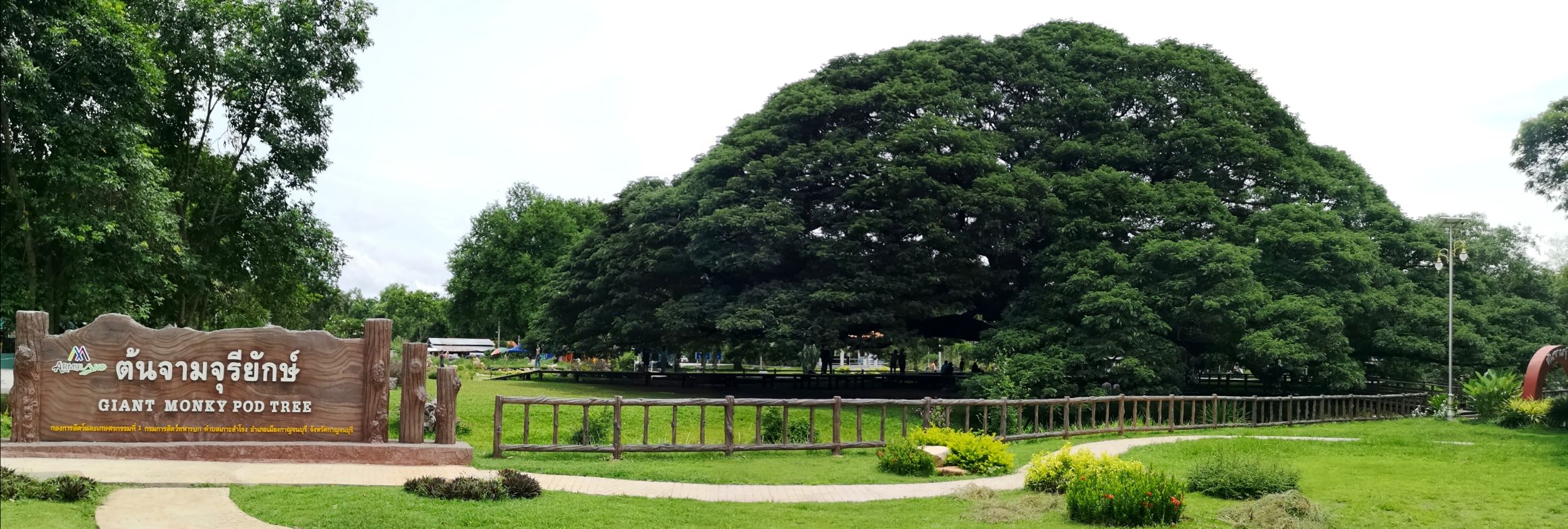 Giant Tree de Kanchanaburi