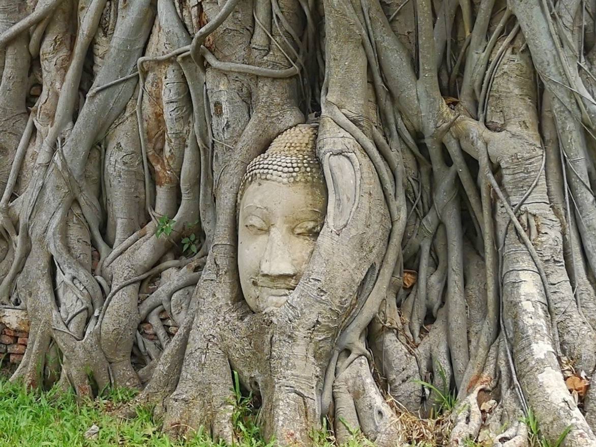 ayutthaya tête arbre