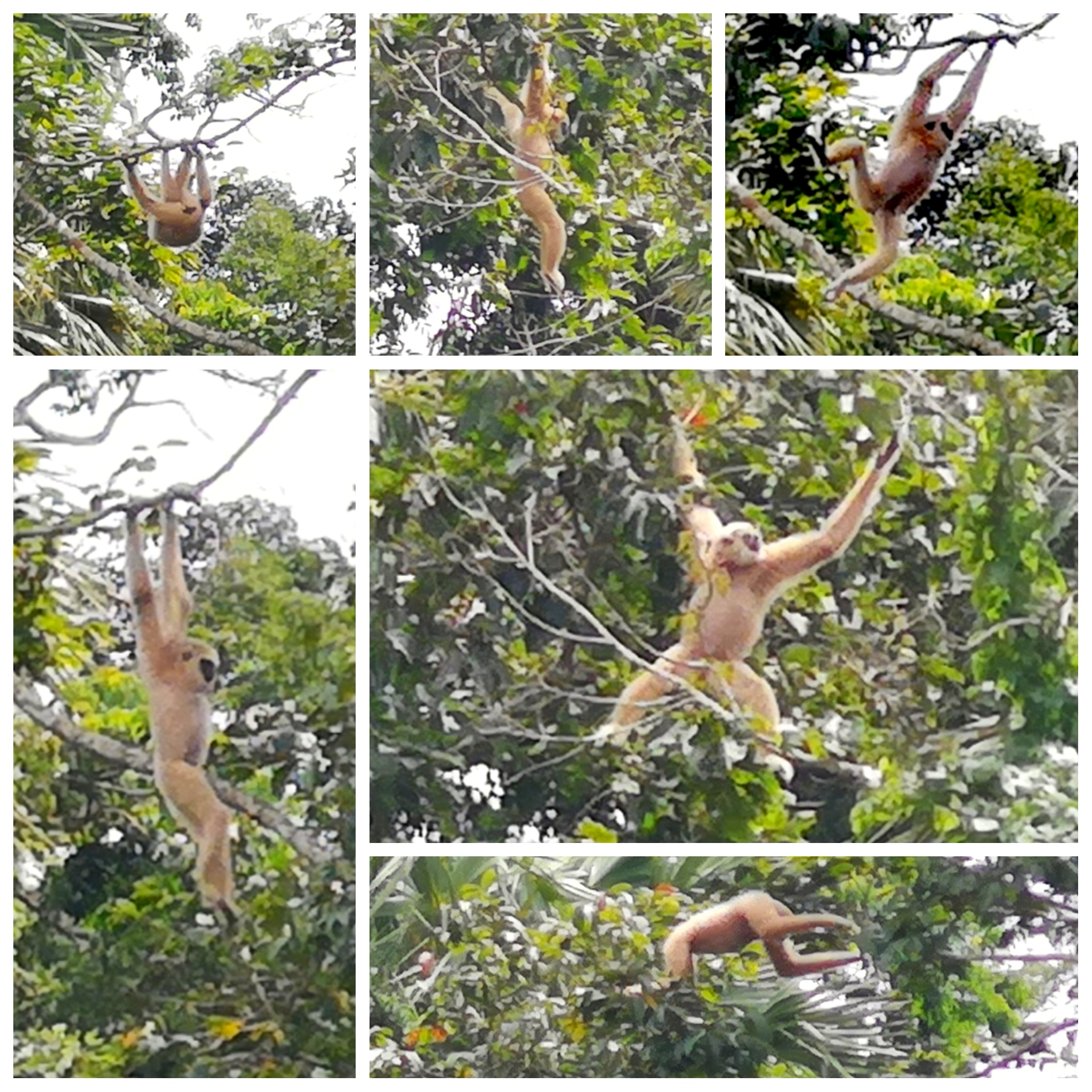 Khao Yai gibbon