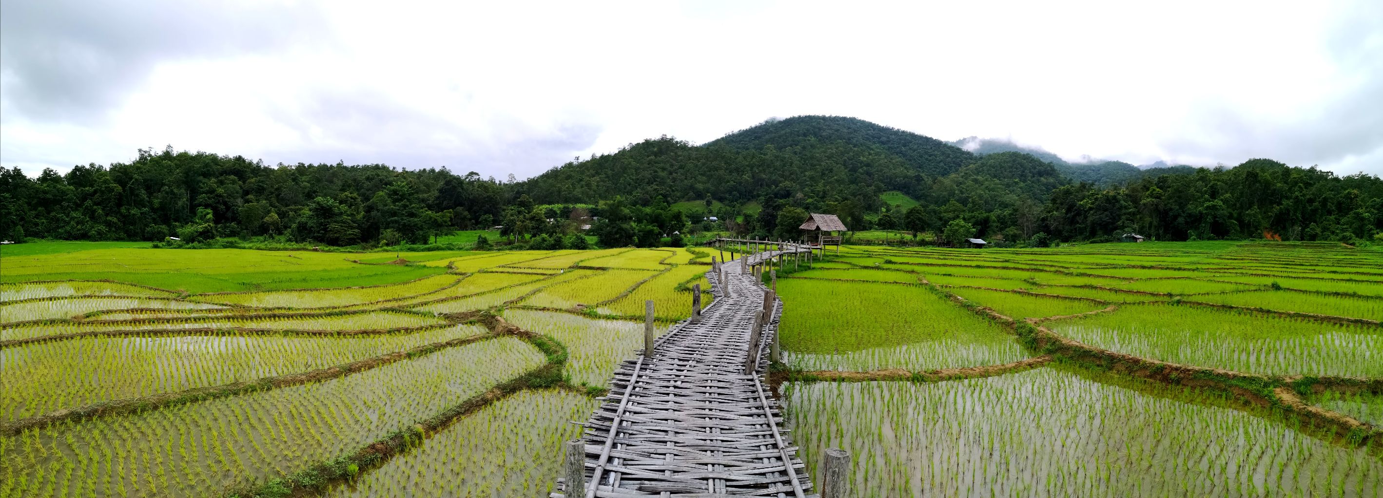 pai rizière