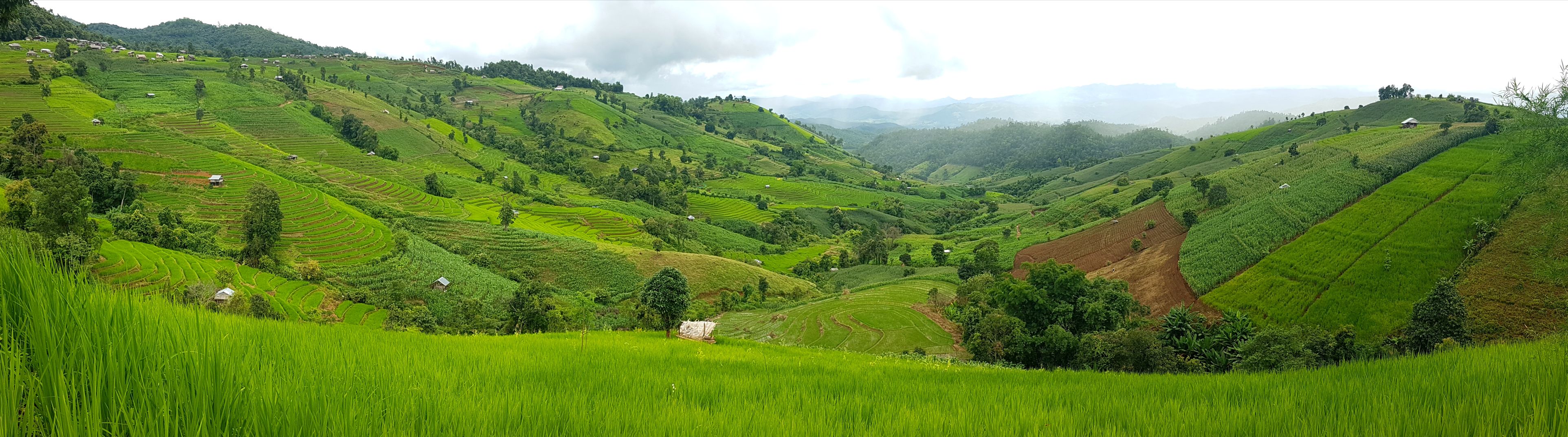 Bang Pa Pong Piang riz
