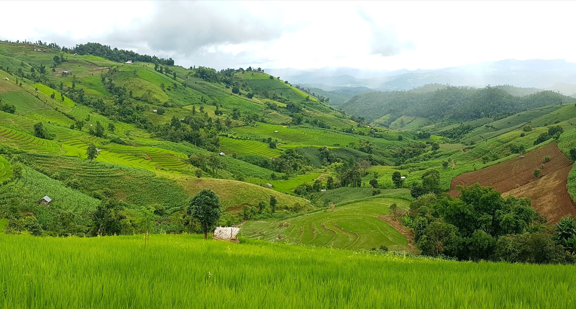 Bang Pa Pong Piang riz