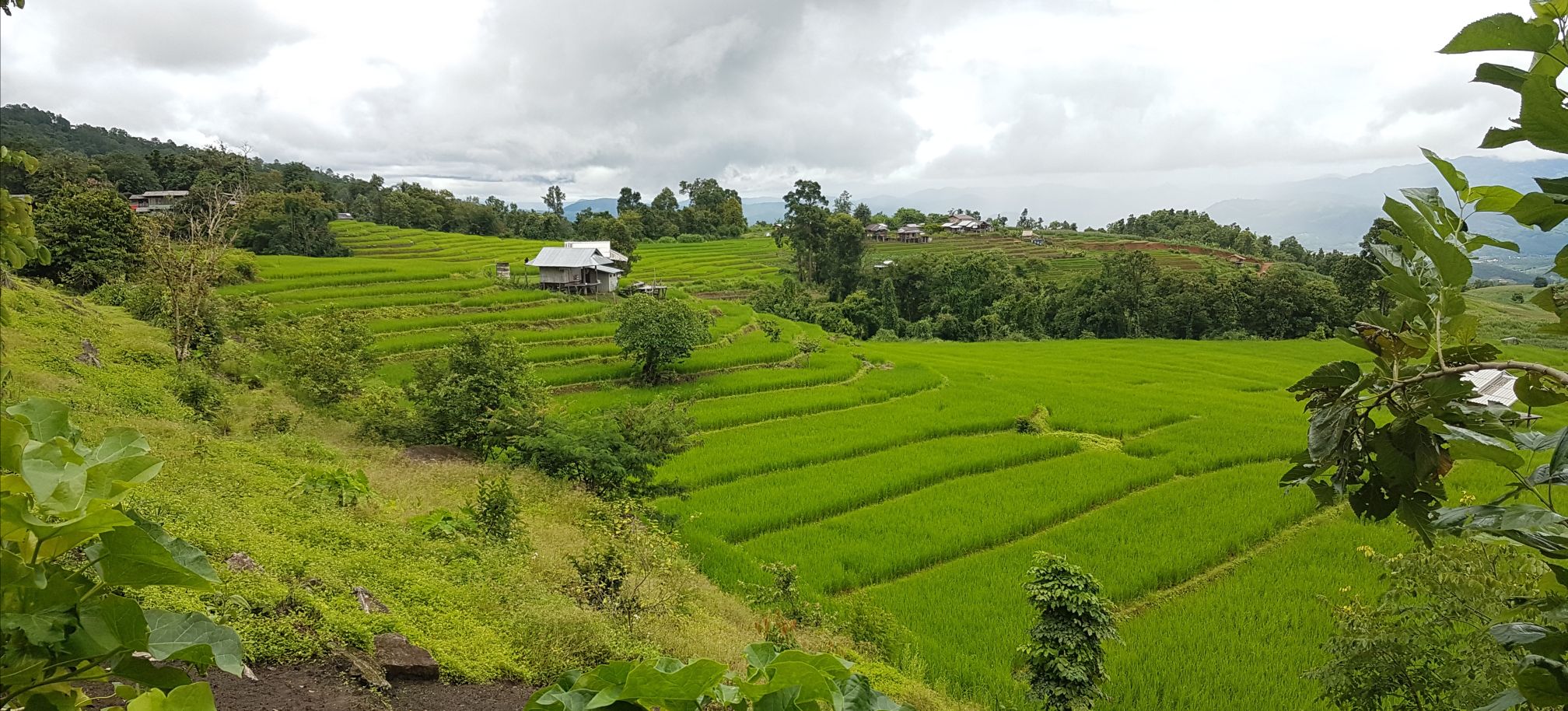 Bang Pa Pong Piang rizière