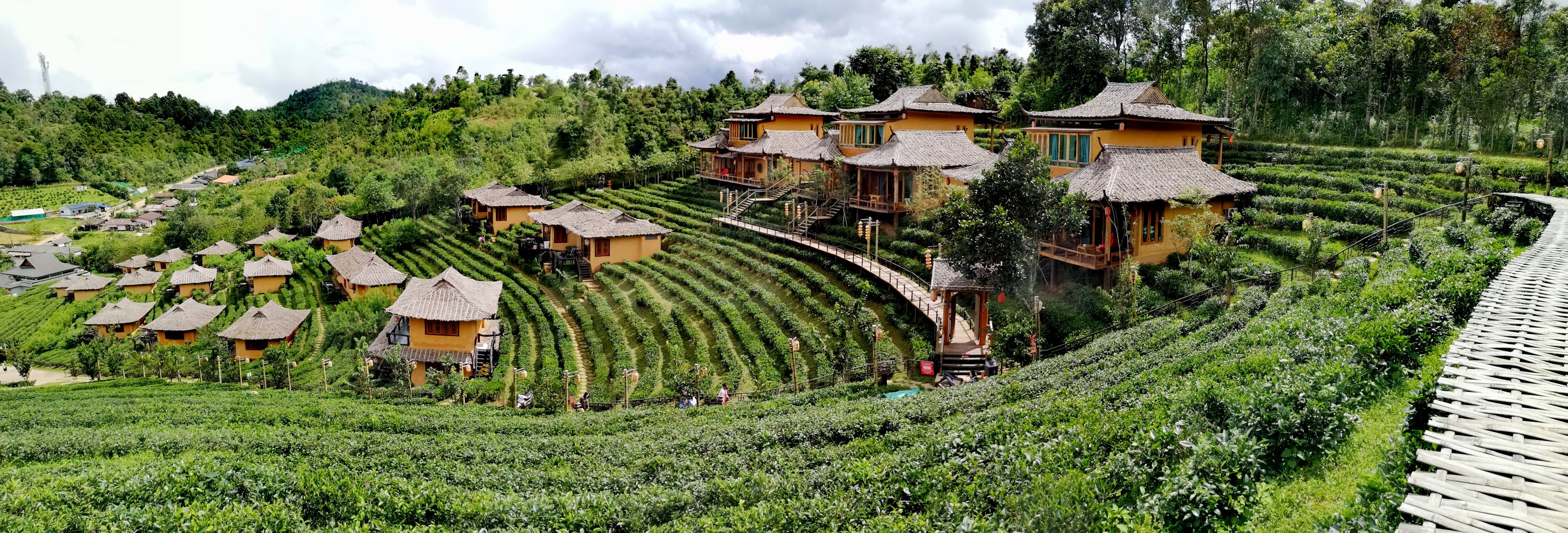 Ban Rak Tai plantation thé