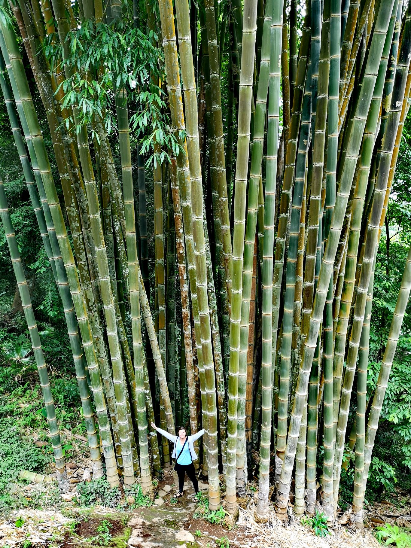 bamboo village Hmong