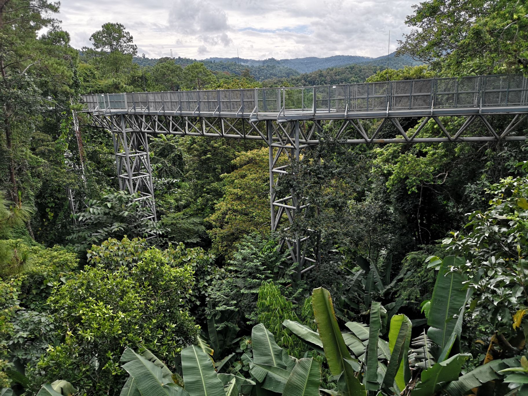 canopée chiang mai