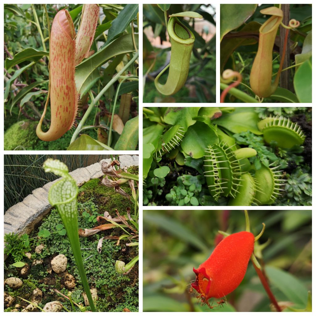 plantes carnivores thailande