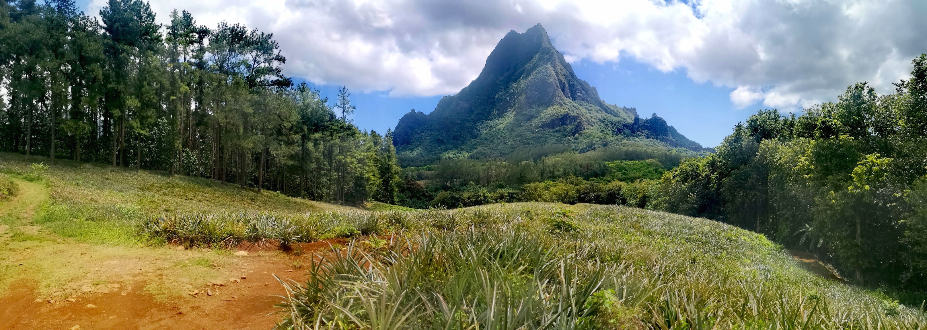 Ananas moorea