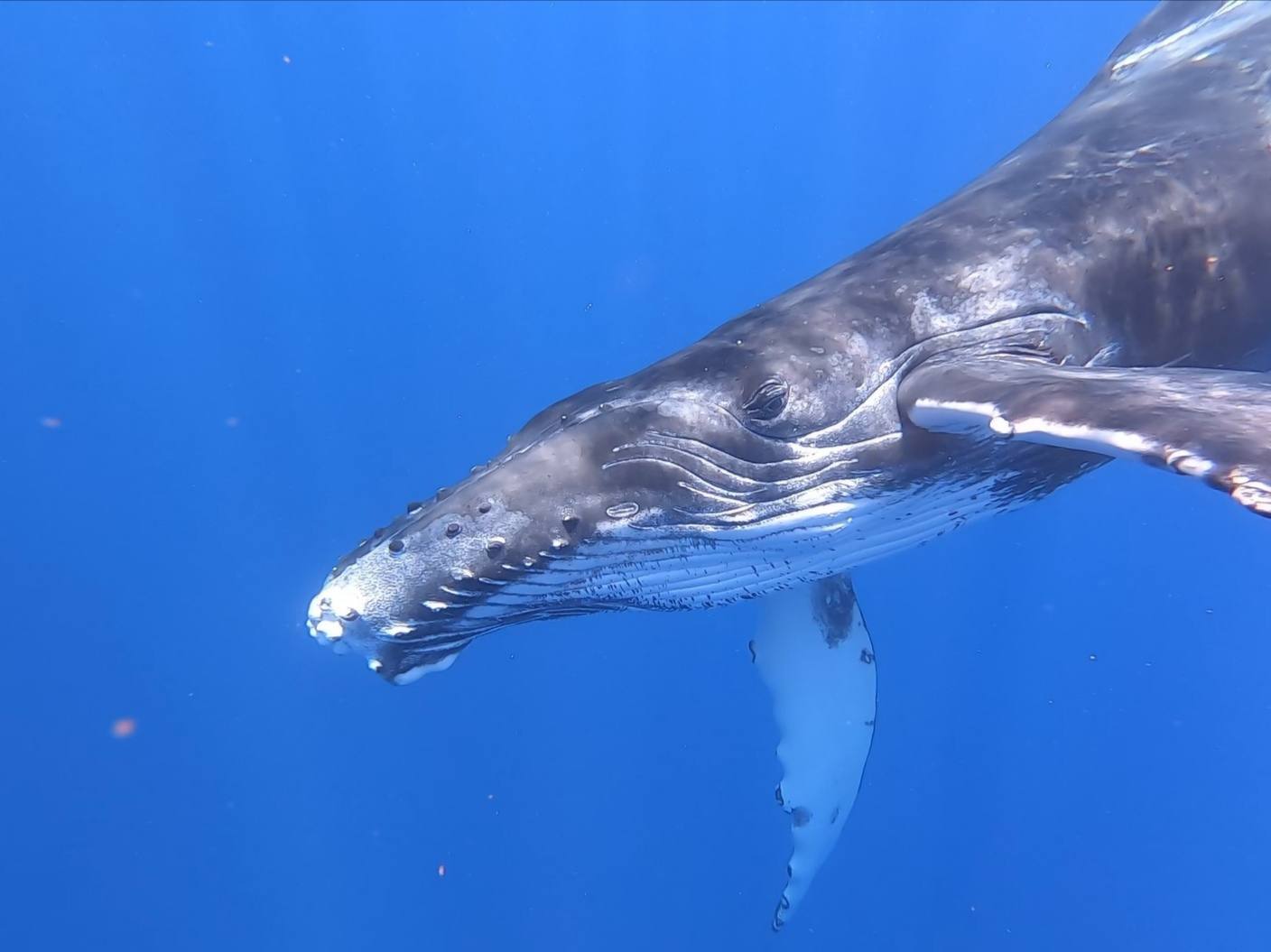 Baleine tahiti