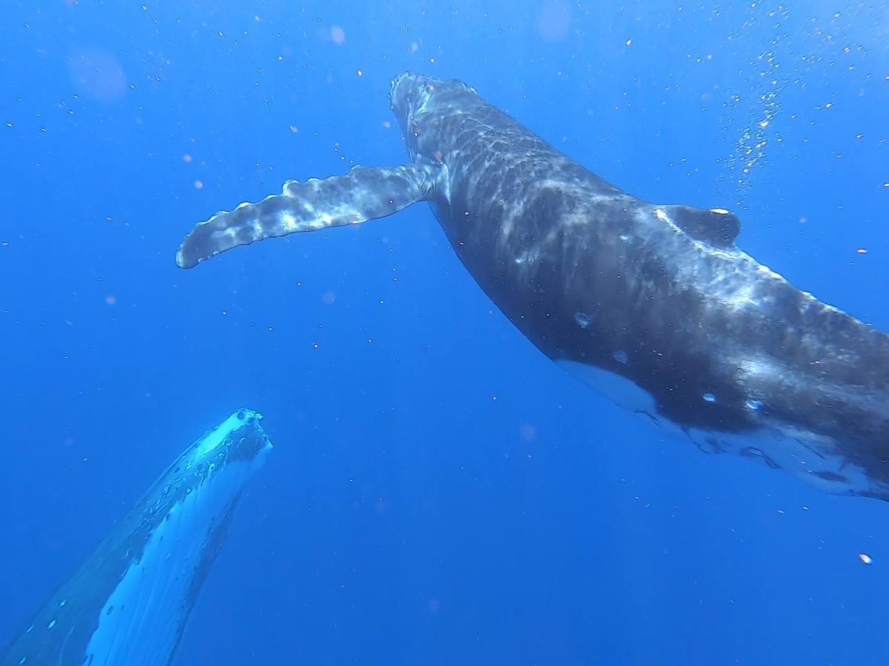 Baleine polynesie