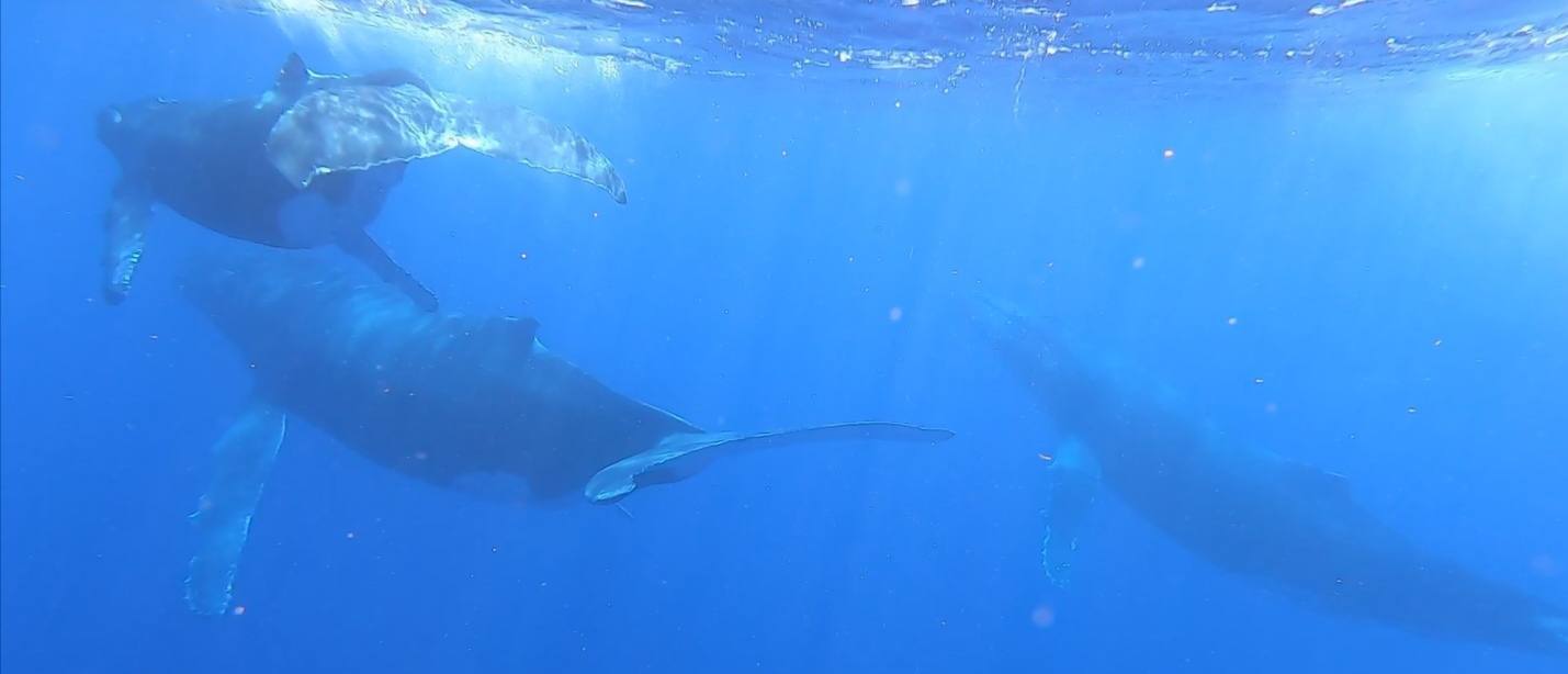 Sortie baleine moorea