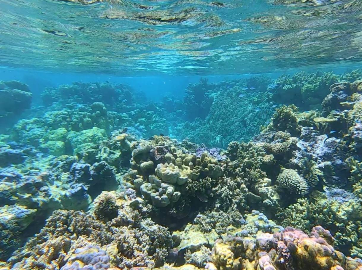bora bora jardin de corail