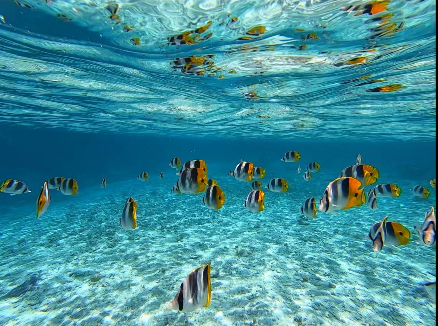 bora bora piscine poisson