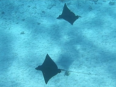 bora bora raie léopard