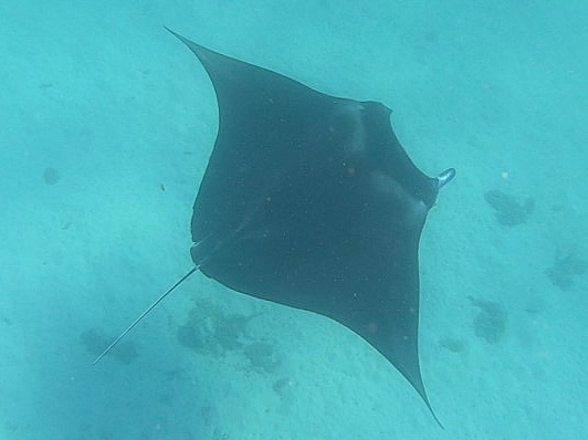 bora bora raie manta