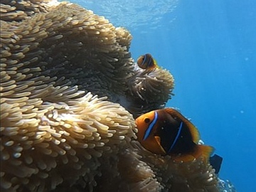 raiatea poisson clown