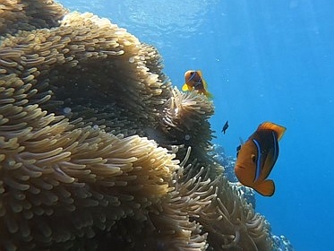 raiatea poisson clown anémone