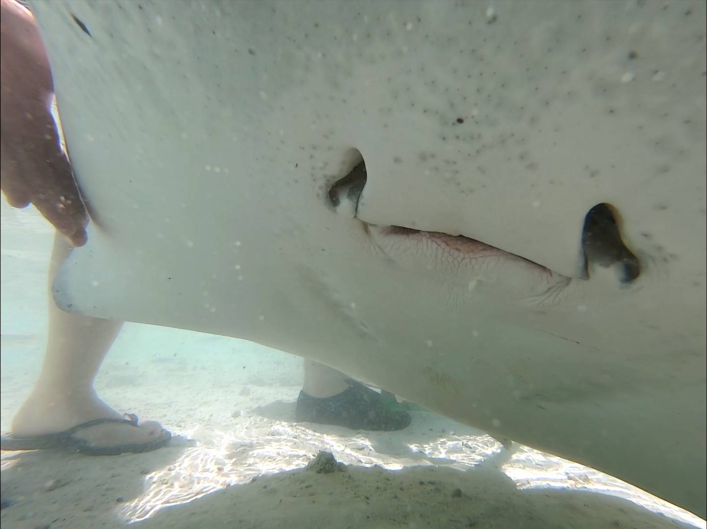 bouche raie pastenague