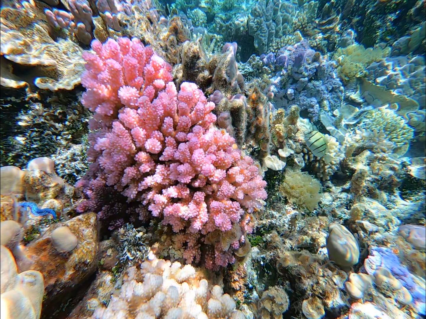 maupiti jardin de corail