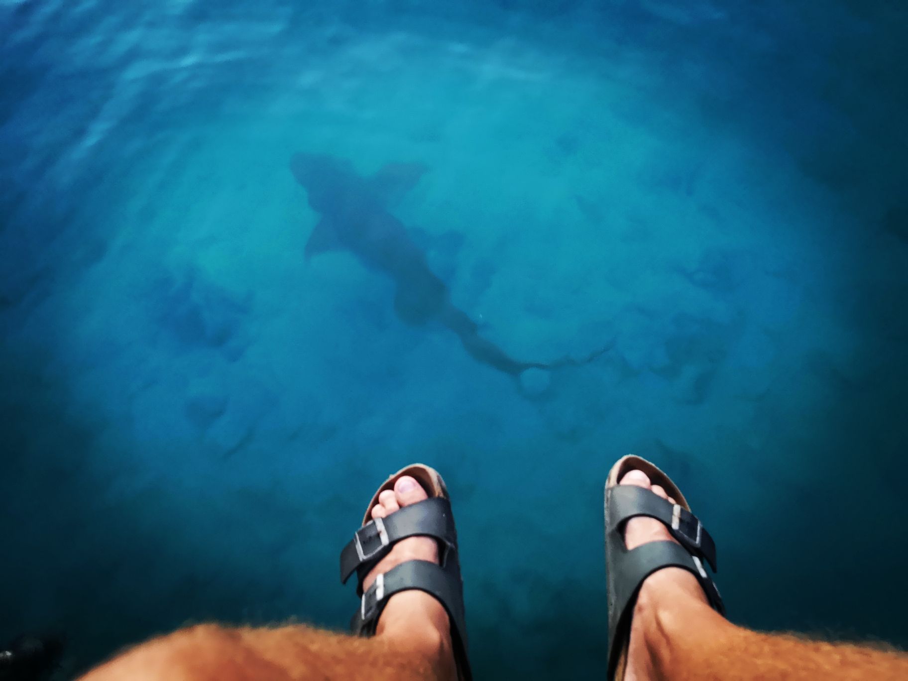 rangiroa requin dormeur