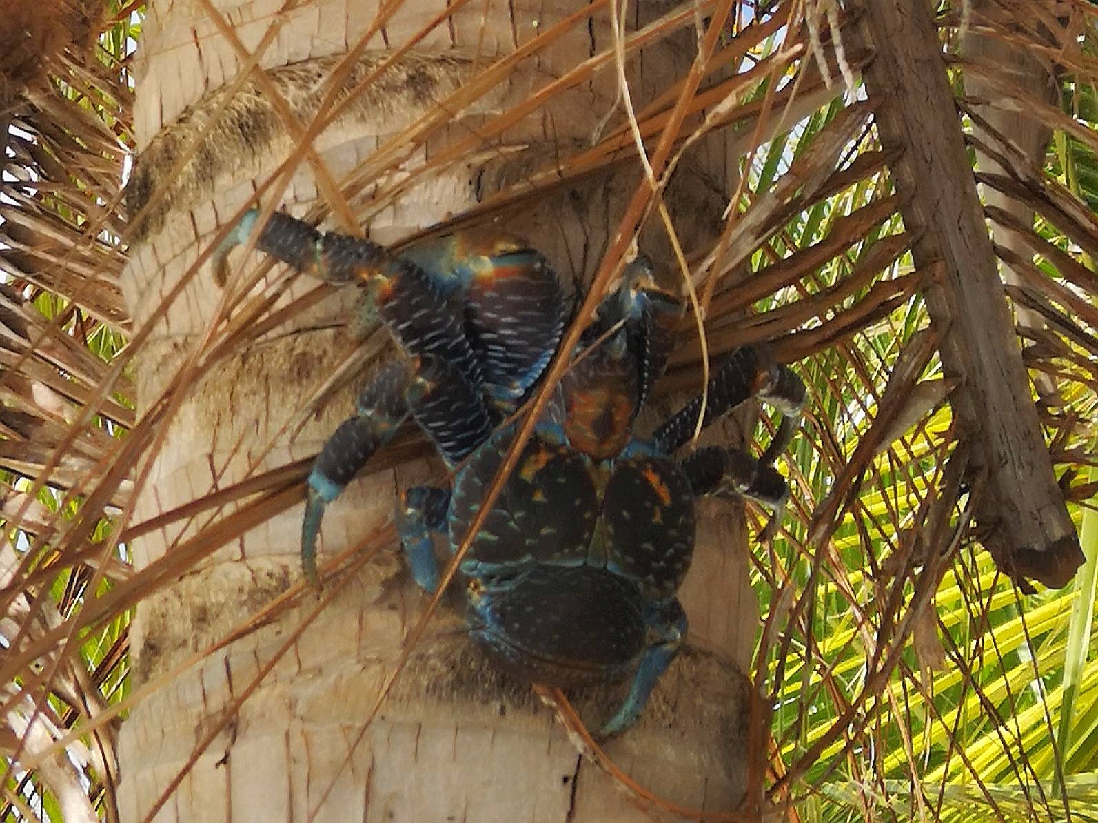 crabe des cocotiers