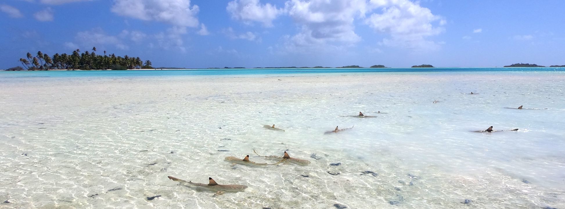 rangiroa requin pointe noir lagon bleu