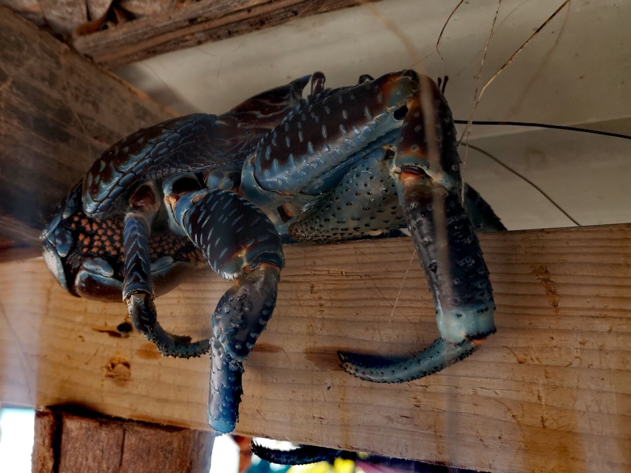 rangiroa crabe des cocotiers