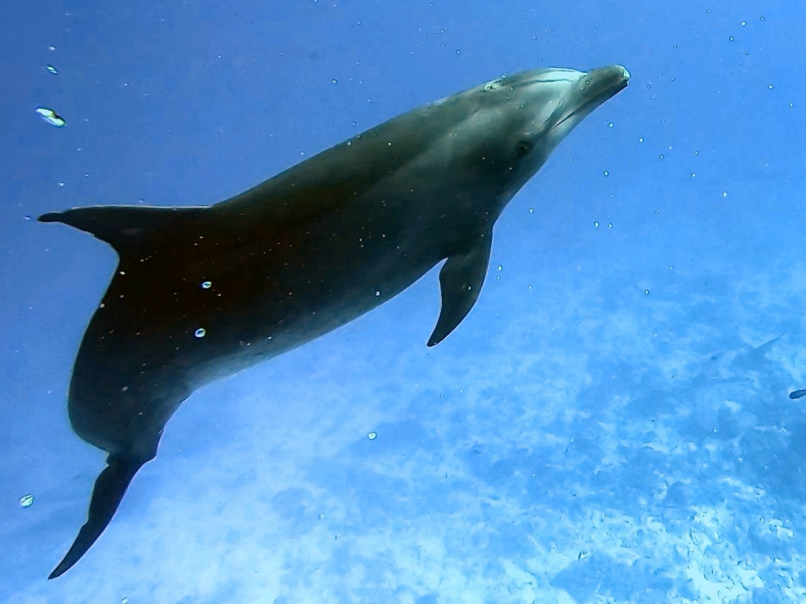 rangiroa dauphin agile