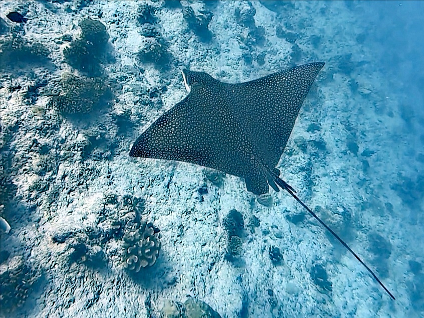 rangiroa raie léopard