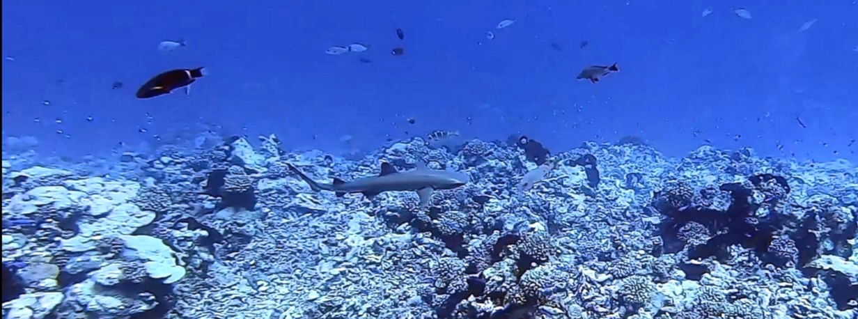 rangiroa requin