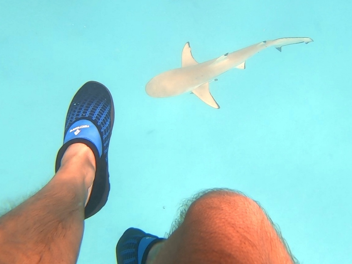 rangiroa requin pointe noir en dessous