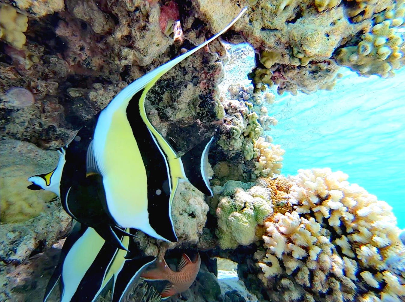 rangiroa poisson ange