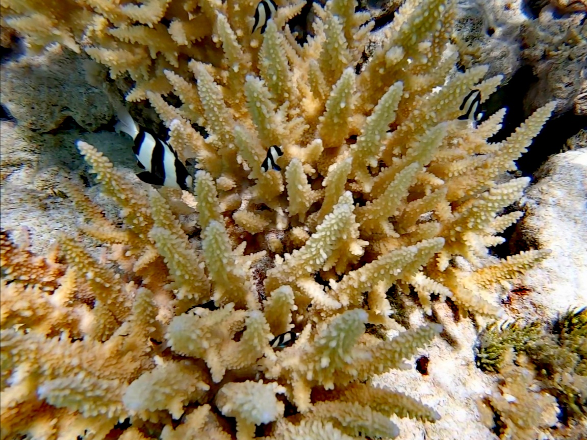 rangiroa corail