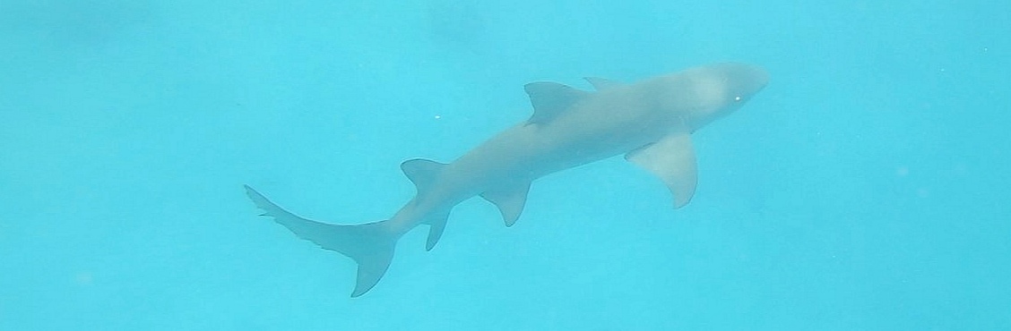 rangiroa raquin citron