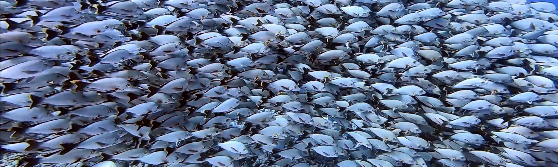 rangiroa banc de poissons