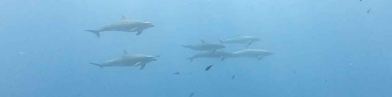 rangiroa banc de dauphins
