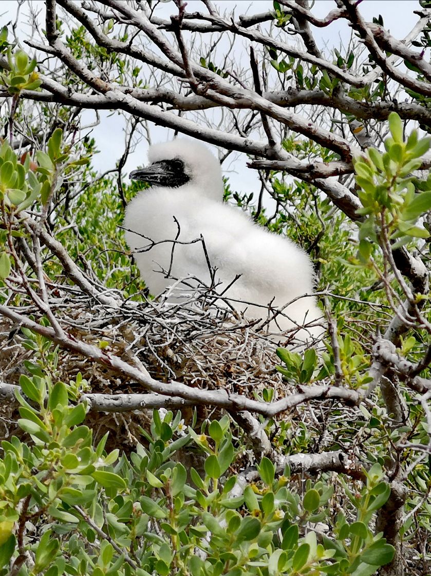 tikehau ile aux oiseaux