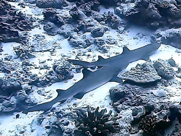 tikehau requin pointe blanche