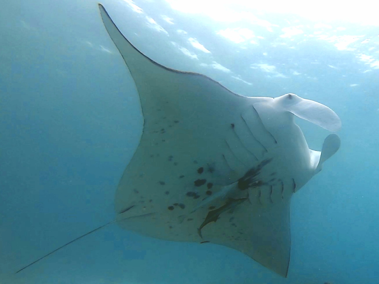 tikehau raie manta plongée