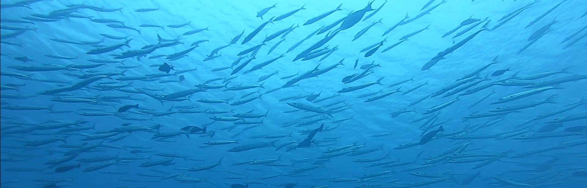 tikehau banc de poisson