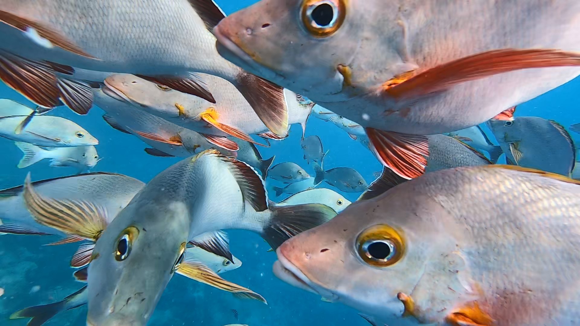 rangiroa poisson de près