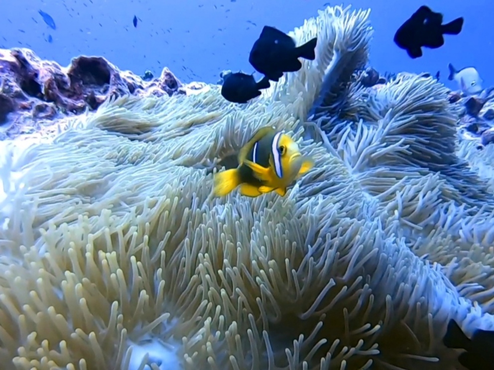 fakarava poisson clown