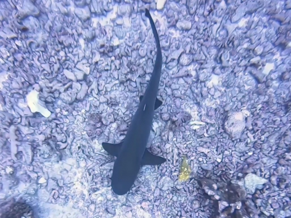 fakarava requin pointe blanche
