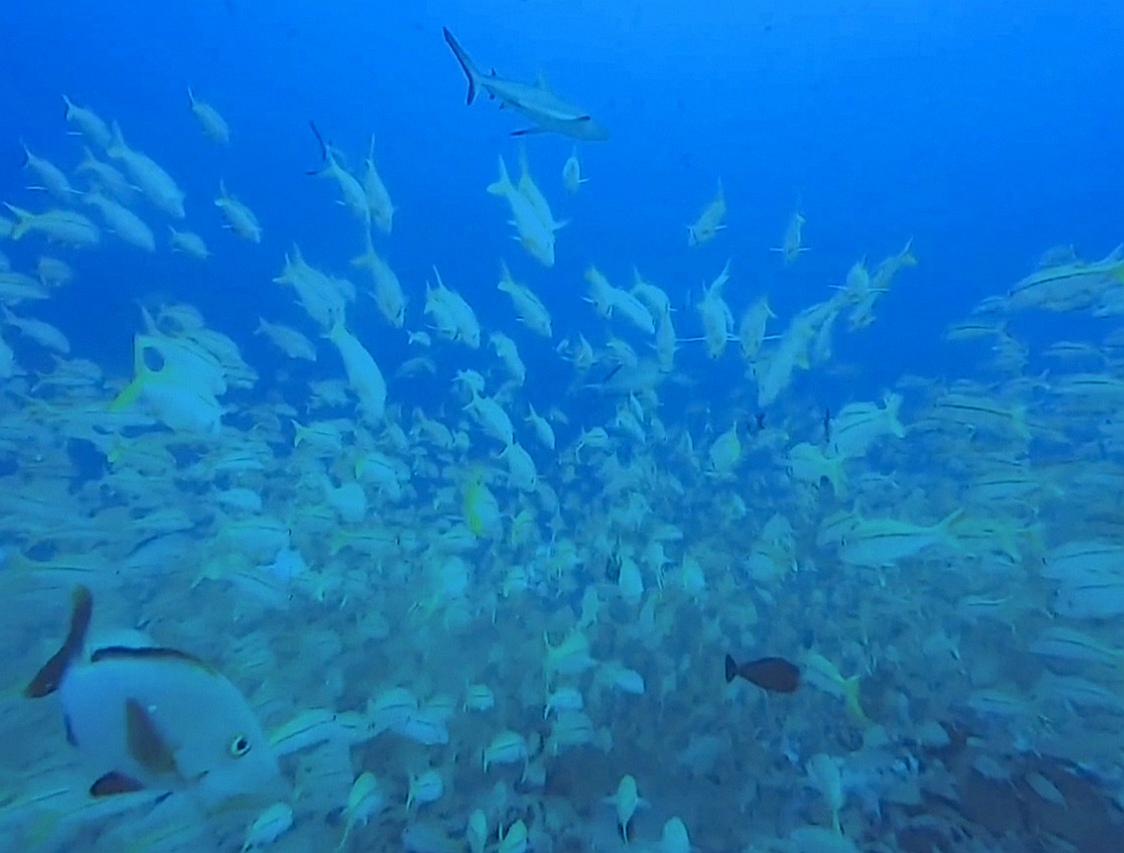 rangiroa banc de poissons